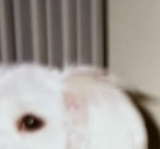 祖父母の家で飼ってた犬が「なんの犬種かすごく気になる」→謎すぎる姿が70万表示　「デカマルチーズ？」「幸運の聖獣では」