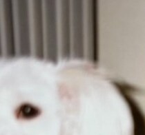 祖父母の家で飼ってた犬が「なんの犬種かすごく気になる」→謎すぎる姿が70万表示　「デカマルチーズ？」「幸運の聖獣では」