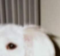 【画像】顔を見る