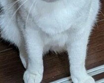 1階から「ゴトッゴトッ」と不審な音→見てみると……　驚がくの“お届け物”に「何で持ってきたん」「どうしろと？」