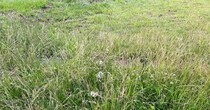 雑草だらけの場所で見つけたのは……「これは」「すごい」　思わず二度見“まさかの光景”が97万表示「妖精の通り道ですよ」