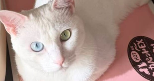 ひとり遊び中の愛猫→ふと見ると……　驚がくの姿が1240万表示「いくら柔らかいと言っても」「キモ笑い出てもうた」