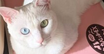 ひとり遊び中の愛猫→ふと見ると……　驚がくの姿が1240万表示「いくら柔らかいと言っても」「キモ笑い出てもうた」