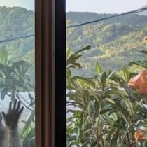 妻「旦那実家、サファリパークかよ」→庭に突然現れたのは……　目を疑う光景が45万表示「こぇぇー威嚇してる」