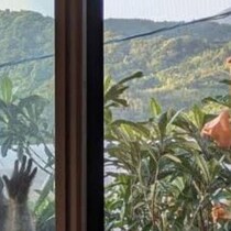 【画像】庭に現れた生き物