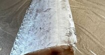【画像】タチウオの「骨腫」とみられるもの