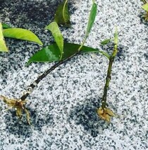 小さなガジュマルを挿し木してみる→5年以上経つと……　目を疑うような感動の結果に「ええええー！」