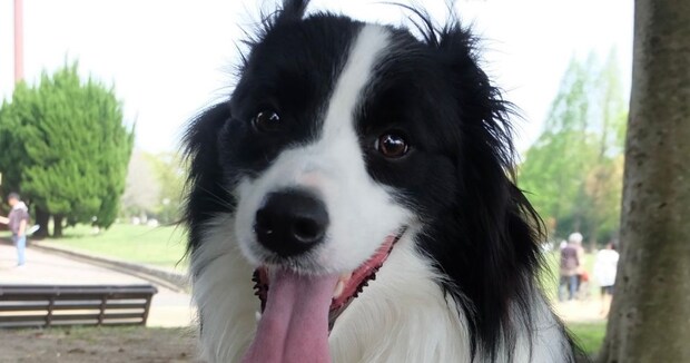 愛犬と散歩→帰ってきて、スマホを見てみたら…… 驚きの表示画面に「生きてる?」「ガリガリになってしまう笑」と339万表示