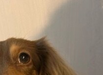 ダイソーで買ったペット用ベッド→愛犬を寝かせたら……「うわああああ」　まさかの光景が109万表示「ダイソーに急げ!!!」「ほしいほしいほしい！」