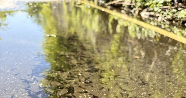 道路の水たまりにいた“大量の黒いもの”→よく見ると……　衝撃の光景に「数がすごすぎる」「どうやって成長したの」