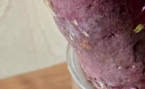 もらったさつまいも→ふと思い立って水に浸けてみると……　8カ月後、“見違える姿”に「えぇーー可愛い!!」「好きになってきた」