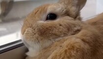 窓辺でくつろぐウサギ、よく見ると……飼い主の思わぬ発見に「かっっっっっわいいいー」「息しててえらい」