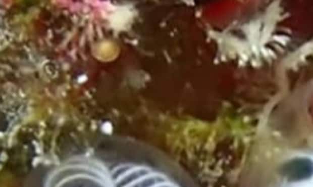 ダイバーが海に潜って見つけたのは…… 衝撃的なビジュアルの生物に「実在…するの……」「名付け親の神センス」