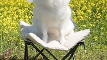 「親バカだけど、うちの子写真撮られるのがすごい上手だから見て」　140万表示の“驚きの1枚”に「天使って実在したんや」「可愛すぎて滅」