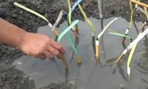 干潟に筆を突き刺してみると……「キタキタキタ！」　泥の中に隠れた生き物が次々現れる光景に「普通にすごい」「楽しそう」