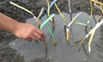 【動画】生き物が現れた光景