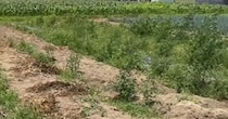 雑草に“納豆菌”をかけたら、2週間後……　目を疑う光景に「こんなすごい働きするなんて」「我が家も試してみます」