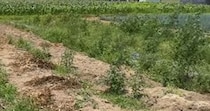 【画像】2週間後の畑