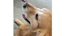 梅雨時期のゴールデンレトリバー「実は悩みがあります」→よく見ると……　“驚きの姿”に「気になりますよね」「うちのコとそっくり」