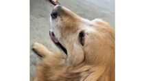 【画像】梅雨の時期、ゴールデンレトリバーの悩みとは