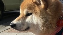 柴犬に虫よけの服を着せたら……飼い主「なんかごめん」　“二度見必至の姿”に「コーヒー吹いた」「マダム……!?」と120万表示