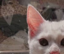 【画像】口元を見る