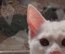 【画像】かわいい猫をもっと見る
