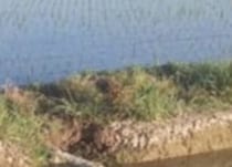 田んぼで見つけた正体不明のニョロニョロ→専門家に調べてもらうと……　衝撃の光景に反響「本当になんだコレ！？」