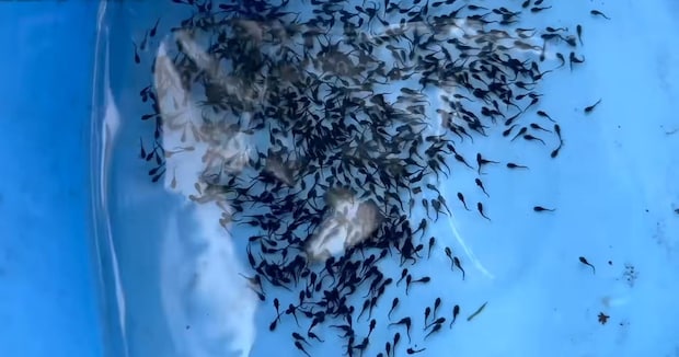 オタマジャクシみたいな大量の稚魚→“全滅が当たり前”だったが……　1年後の姿に「これは快挙」「愛情を感じます」