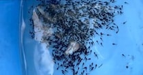 【画像】大量の稚魚の現在
