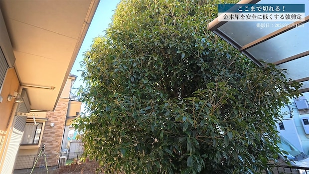 2階建て高さに育った巨大“金木犀”→プロの大胆な強剪定で……　数時間後、二度見する光景に「びっくりしました」「お見事です」