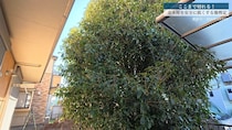 2階建て高さに育った巨大“金木犀”→プロの大胆な強剪定で……　数時間後、二度見する光景に「びっくりしました」「お見事です」