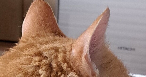 雨の日の朝、愛猫の様子を見ると……　とんでもない毛並みが310万表示　「猫ちゃんにもくせっ毛あるんだ」「初めて見た」