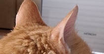 雨の日の朝、愛猫の様子を見ると……　とんでもない毛並みが310万表示　「猫ちゃんにもくせっ毛あるんだ」「初めて見た」