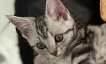 子猫が家族になって3日目……“まさかの姿”を見せ「かんわいいいいいいい」「ありえないww」「油断しすぎwww」