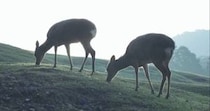 奈良公園の鹿→食事風景を眺めていると……「元気出たｗ」　無駄に神々しい驚きの光景が320万表示「笑ってしまったw」