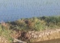 田んぼで見つけた正体不明のニョロニョロ→専門家に調べてもらうと……　衝撃の光景に反響「本当になんだコレ！？」