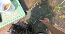 600匹のアメリカザリガニを駆除するも→罠を仕掛けたら翌日……「えっ？」目を疑う光景に「こんなデカいの今までどこに」