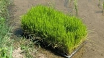 田植えが終わった後、苗の中を覗くと……　「困ります！　そこは苗なんです！」衝撃の光景が490万表示「わざわざそこにｗ」