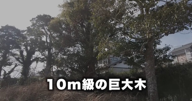 10メートル級の巨木伐採を“シルバー人材センター”に頼んだら……「素人じゃ無理」3時間後、腰を抜かす光景に「昔取った杵柄ですね」