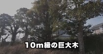 10メートル級の巨木伐採を“シルバー人材センター”に頼んだら……「素人じゃ無理」3時間後、腰を抜かす光景に「昔取った杵柄ですね」