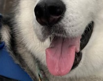 散歩中、通行人に「大きくて大人しい柴犬ね」と言われた犬→実は……　思わぬ正体に「んな訳あるかい」「こんな柴犬見たことない」