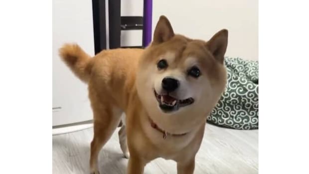 突然、震え出した10歳の柴犬→なかなか収まらず……　飼い主も驚がくの“原因”に「本当に心配」「わんこってデリケート」