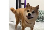 突然、震え出した10歳の柴犬→なかなか収まらず……　飼い主も驚がくの“原因”に「本当に心配」「わんこってデリケート」