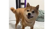 【画像】驚がくの原因