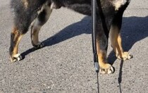 ←散歩中、「カッコいい！」と言われた犬　「かわいい」と言われた犬→　リアクションが完璧すぎる姿に「最高ですね」