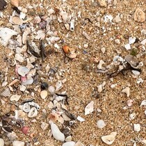 海辺を散歩中、「ゴミかと思って」拾ったら……　まさかの正体に「マジですか?!!!」「50年生きてきて初めて知りました」