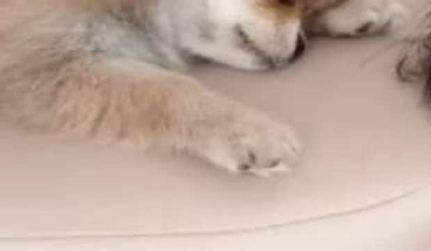 悪いことをした子犬→本気で謝る“まさかの姿”に「おばちゃんやられましたわ」「朝から泣けました」 驚きの光景が話題に