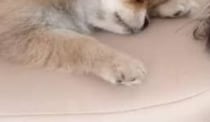 【動画】謝る子犬
