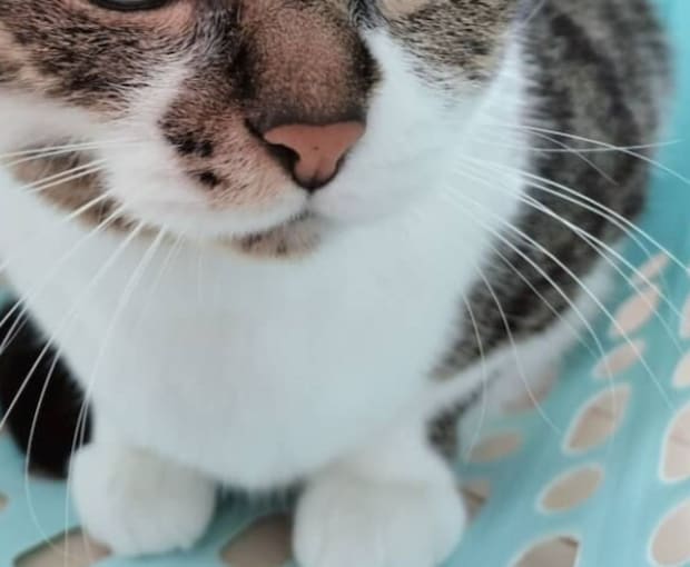 病院で、医師に「おめめ綺麗」と言われた猫→見てみると…… 息をのむ姿が12万表示「地球色かニャ」